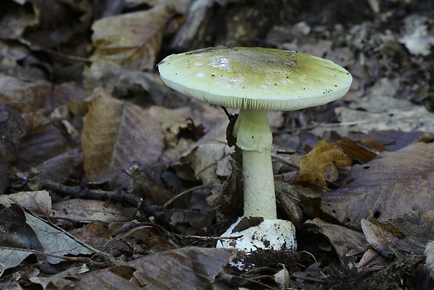 muchotrávka zelená Amanita phalloides (Vaill. ex Fr.) Link