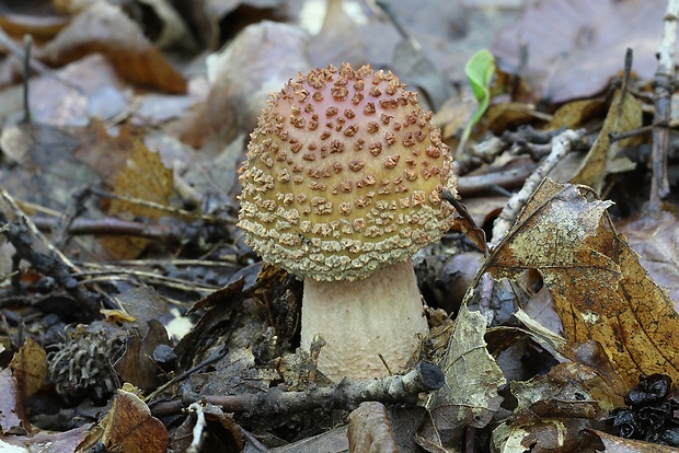 muchotrávka červenkastá Amanita rubescens Pers.