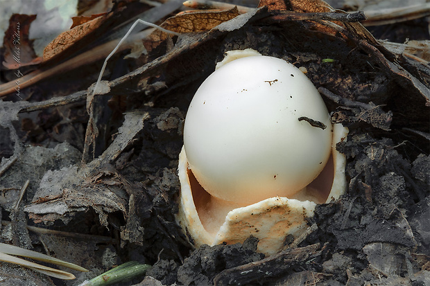 muchotrávka pošvatá Amanita vaginata (Bull.) Lam.