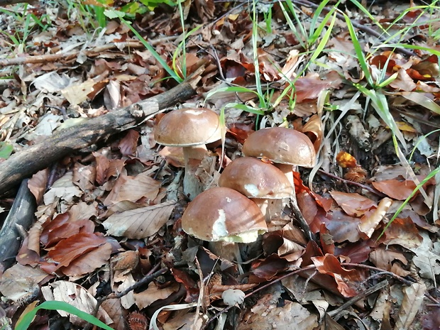 hríb smrekový Boletus edulis Bull.