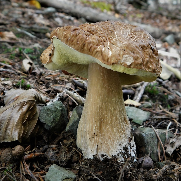 hríb smrekový Boletus edulis Bull.