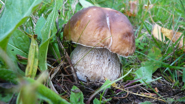 hríb smrekový Boletus edulis Bull.