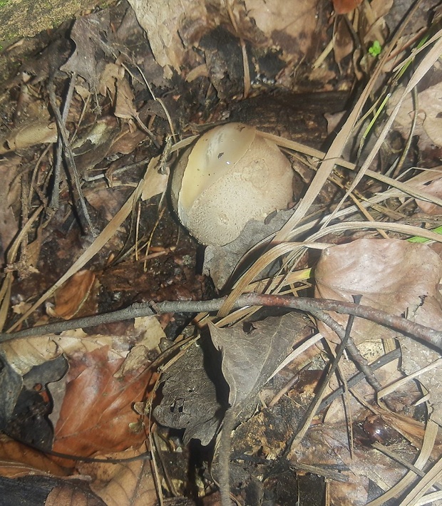 mrežovka kvetovitá Clathrus archeri (Berk.) Dring