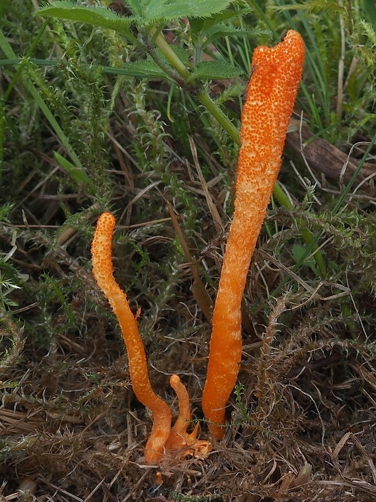 žezlovka hmyzová Cordyceps militaris (Fr.) Link