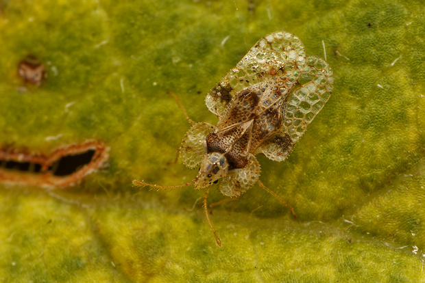 sietnička platanová  Corythucha ciliata