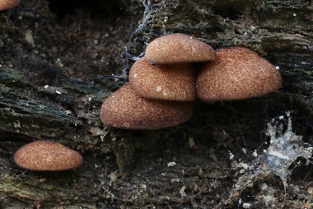 pahliva šafranová Crepidotus crocophyllus (Berk.) Sacc.