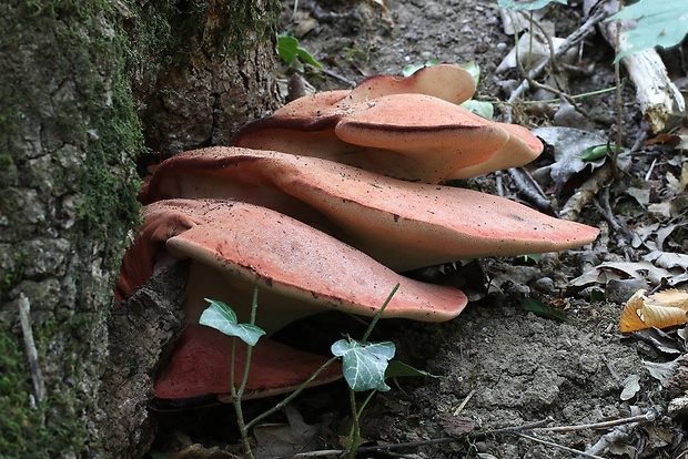 pečeňovec dubový Fistulina hepatica (Schaeff.) With.