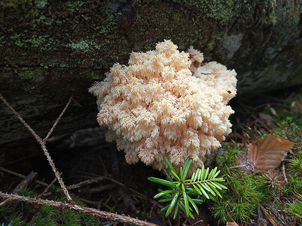 koralovec jedľový Hericium alpestre Pers.