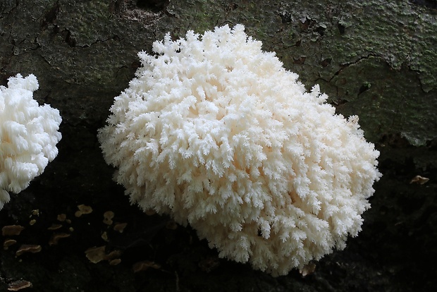 koralovec bukový Hericium coralloides (Scop.) Pers.