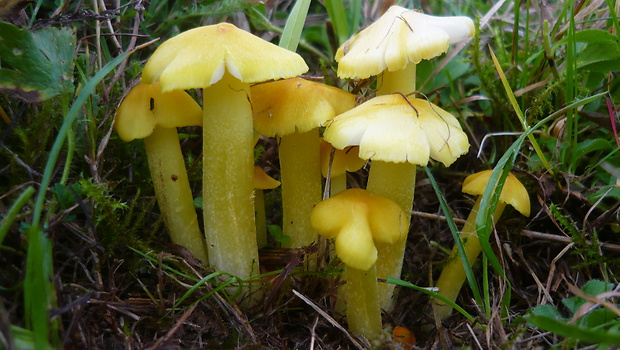 lúčnica sírovožltá Hygrocybe citrinovirens (J.E. Lange) Jul. Schäff.