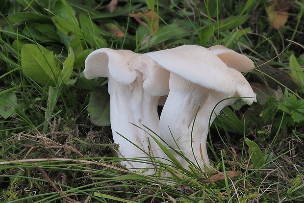 lúčnica statná bledá Hygrocybe pratensis var. pallida (Cooke) Arnolds