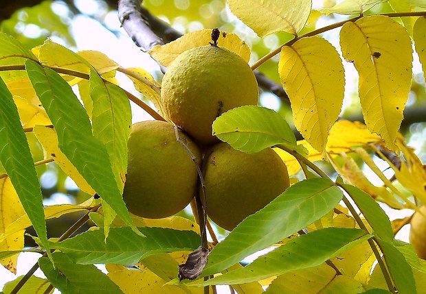 orech čierny Juglans nigra L.