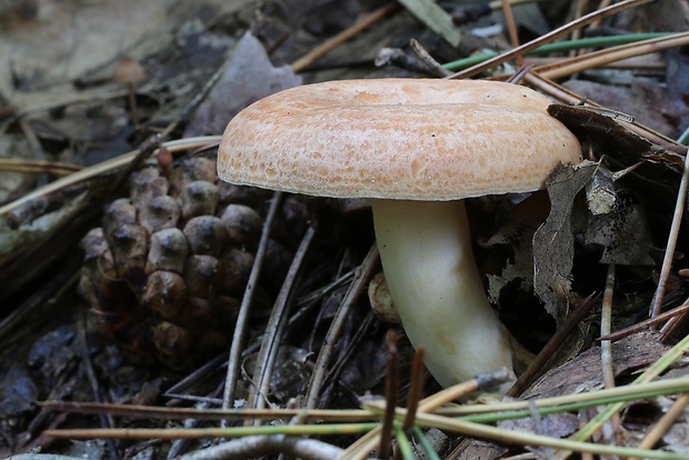 rýdzik dubový Lactarius quietus (Fr.) Fr.