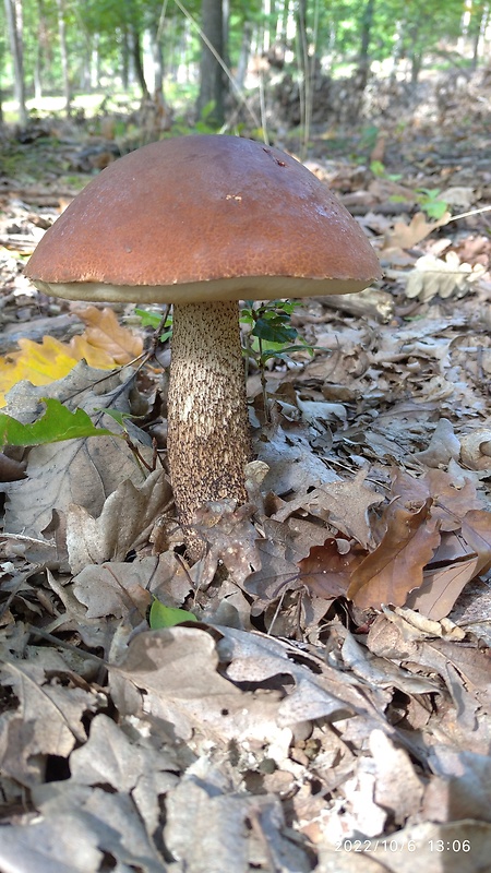 kozák dubový Leccinum aurantiacum (Bull.) Gray