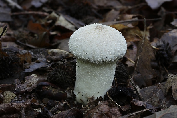 prášnica bradavičnatá Lycoperdon perlatum Pers.