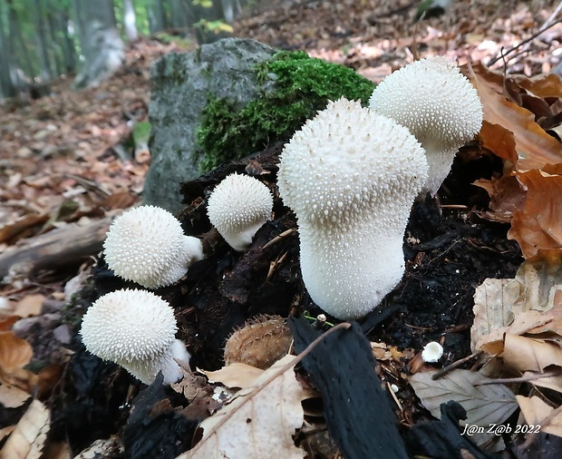 prášnica bradavičnatá Lycoperdon perlatum Pers.