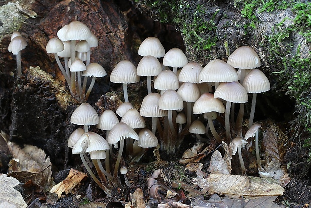 prilbička naklonená Mycena inclinata (Fr.) Quél.