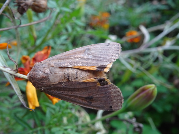 mora štiavová Noctua pronuba