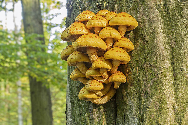 šupinovka Pholiota sp.