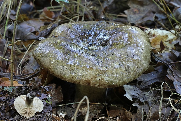 plávka černejúca Russula nigricans Fr.