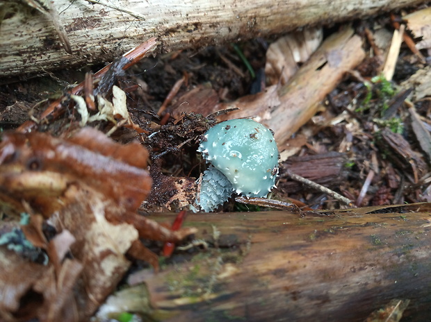 golierovka zelenkastá Stropharia aeruginosa (Curtis) Quél.