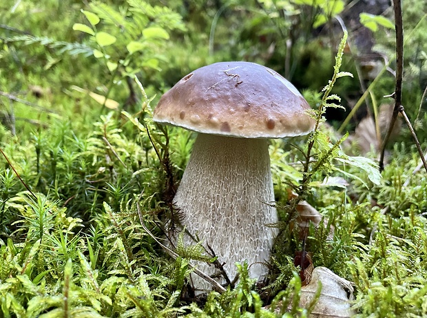 hríb smrekový Boletus edulis Bull.