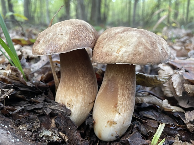 hríb dubový Boletus reticulatus Schaeff.