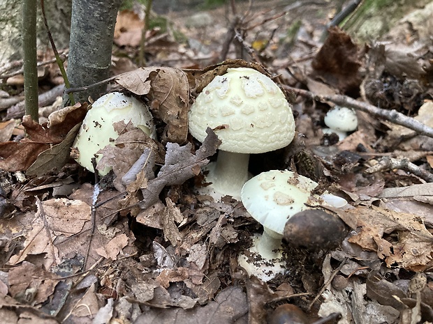 muchotrávka citrónovožltá Amanita citrina Pers.