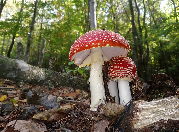 muchotrávka červená Amanita muscaria (L.) Lam.