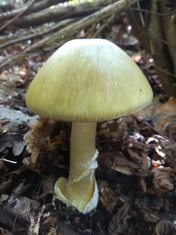 muchotrávka zelená Amanita phalloides (Vaill. ex Fr.) Link