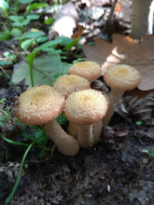 podpňovka obyčajná Armillaria mellea (Vahl) P. Kumm.