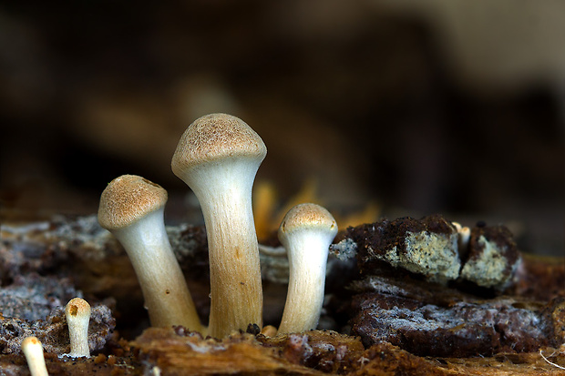 podpňovka Armillaria sp.