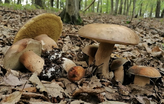 hríb bronzový Boletus aereus Bull. ex Fr.