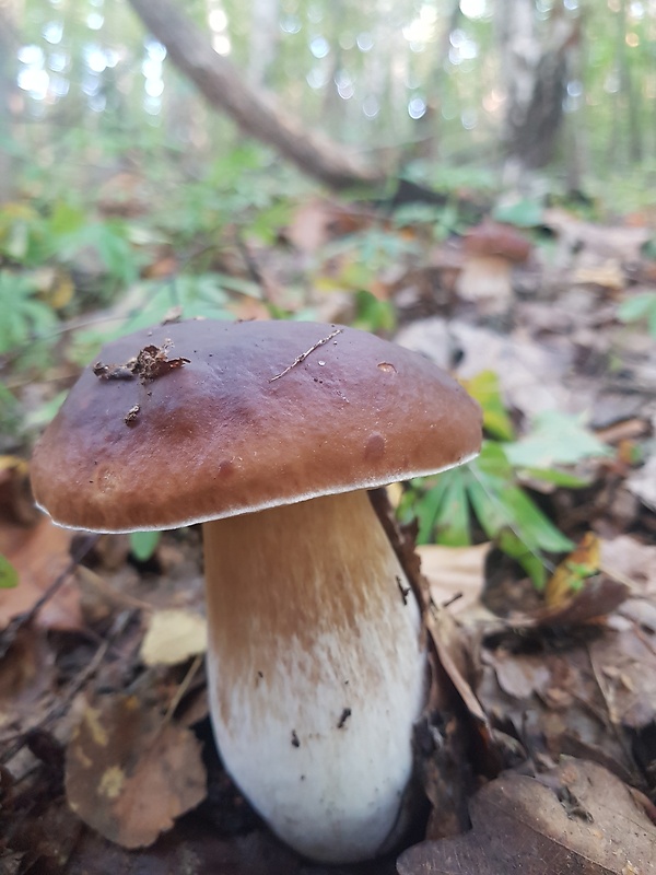 hríb smrekový Boletus edulis Bull.