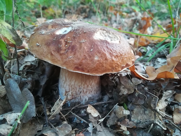 hríb smrekový Boletus edulis Bull.