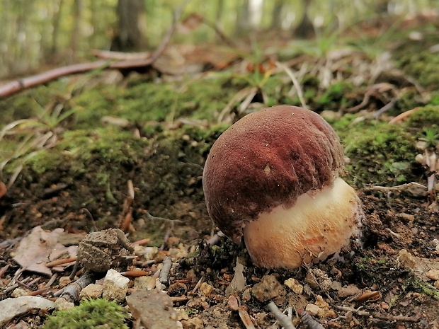 hríb sosnový Boletus pinophilus Pil. et Dermek in Pil.