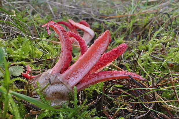 mrežovka kvetovitá Clathrus archeri (Berk.) Dring