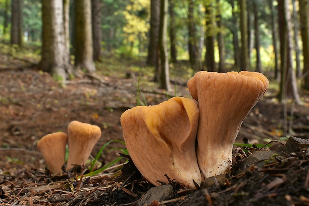 kyjak useknutý Clavariadelphus truncatus Donk