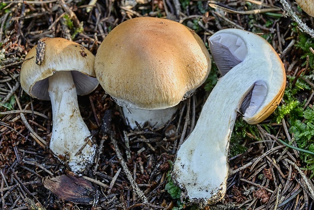 pavučinovec Cortinarius sp.