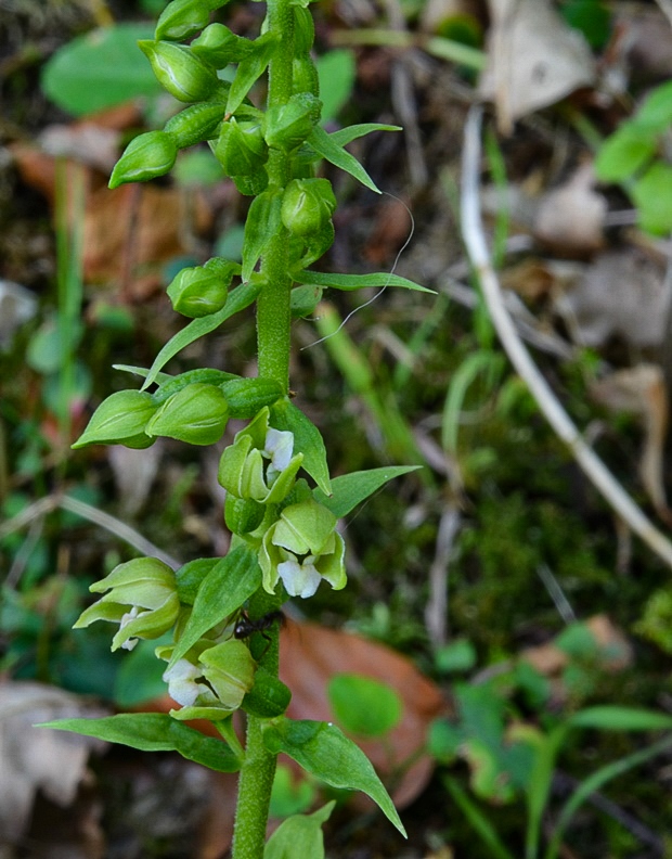 kruštík Epipactis sp.