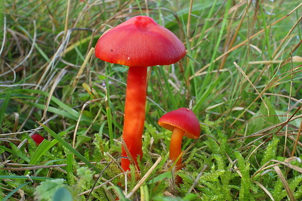 lúčnica šarlátová Hygrocybe coccinea (Schaeff.) P. Kumm.