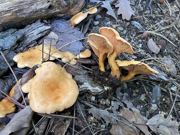 líška oranžová Hygrophoropsis aurantiaca (Wulfen) Maire