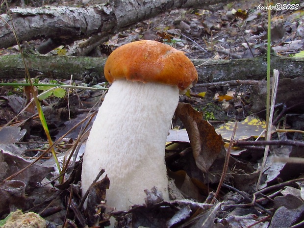 kozák osikový Leccinum albostipitatum den Bakker & Noordel.