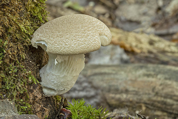 hliva dubová Pleurotus dryinus (Pers.) P. Kumm.