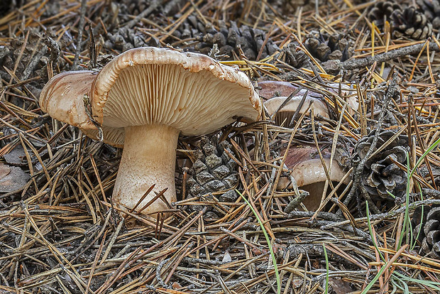 čírovka mäsitá Tricholoma pessundatum (Fr.) Quél.