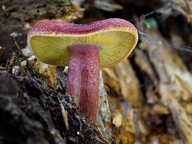 čírovec červenožltý Tricholomopsis rutilans (Schaeff.) Singer