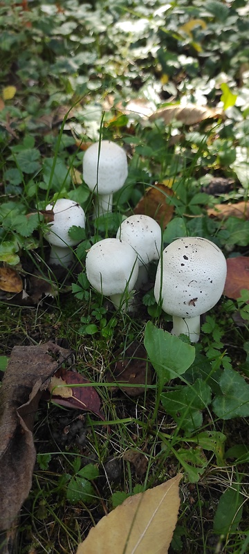 pečiarka ovčia Agaricus arvensis Schaeff.