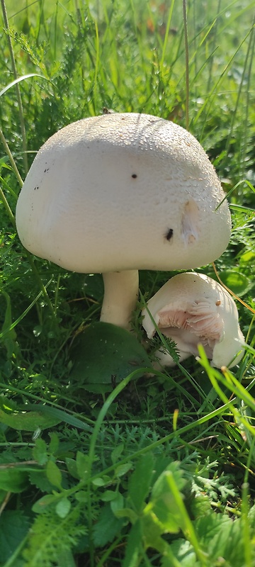 pečiarka poľná Agaricus campestris L.