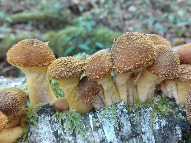 podpňovka žltá Armillaria gallica Marxm. & Romagn.