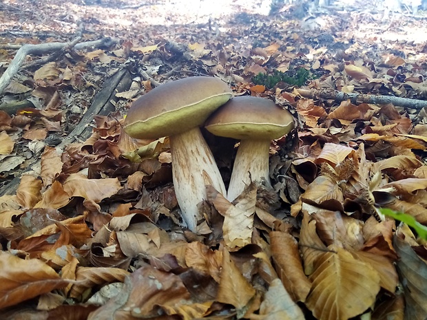 hríb smrekový Boletus edulis Bull.